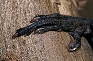 Close up of hand of Aye-aye (Daubentonia madagascariensis) showing long distinctive