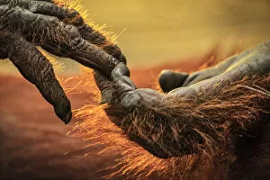 Animal Hands Gallery: Close up of hands of a Bornean Orangutan (Pongo pygmaeus), Tanjung Puting National Park, Borneo