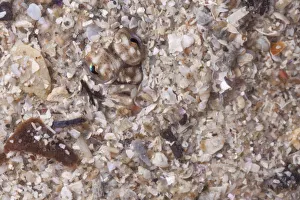 Flatfish Prints: Close up of head of European Plaice (Pleuronectes platessa) camouflaged in sand