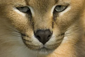 Caracal Caracal Prints: Close up head portrait of Caracal (Caracal caracal) captive