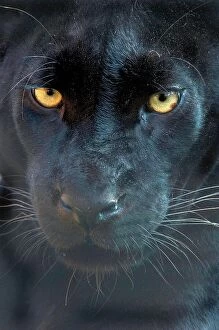 Animal Face Gallery: Close up head portrait of melanistic / black Leopard (Panthera pardus) Captive
