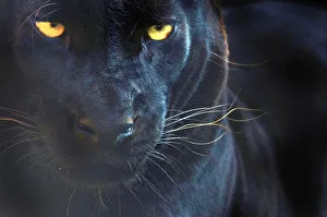 Close up head portrait of melanistic / black Leopard (Panthera pardus) captive