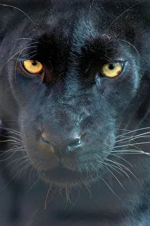 Threats Prints: Close up head portrait of melanistic / black Leopard (Panthera pardus) Captive