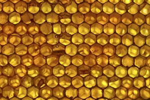 Yellow Collection: Close up of honeycomb from Honey bee hive (Apis mellifera) showing hexagonal pattern