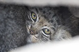 Steppe Prints: Close up of a juvenile Pallas cat (Otocolobus manul) resting in its den, Mongolia