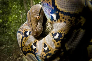 Nick Garbutt Gallery: Close up of juvenile Reticulated python (Python reticulatus) looking down from tree
