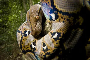 Close up of juvenile Reticulated python (Python reticulatus) looking down from tree