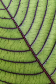 Oceania Gallery: Close up of leaf from montane rainforest with distinct veins, Mainland New Guinea