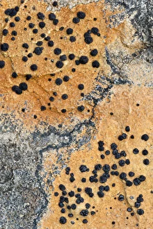 Images Dated 23rd January 2011: Close up of lichen on rock, Assynt Uplands, Scotland, UK, January