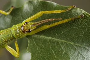 Bristol Prints: Close up of a Lord Howe Island stick insect (Dryococelus australis), Bristol Zoo Gardens