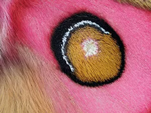 February 2023 Highlights Collection: Close up of Madagascan silk moth (Antherina suraka) eyespot on wing showing hair-like scales