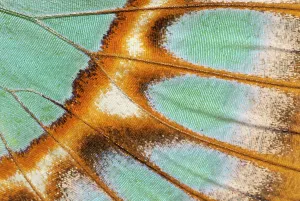 Fourfooted Butterfly Prints: Close up of Malachite butterfly (Siproeta stelenes) wing detail. Captive