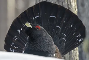 Close up of male Western capercaillie (Tetrao urogallus) during lek mating, Finland. March Close up of male Western capercaillie (Tetrao urogallus) during lek mating, Finland. March