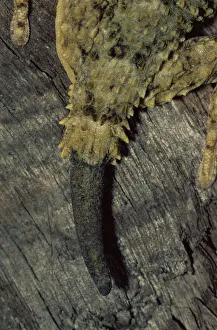 Close Ups Prints: Close up of Moorish gecko {Tarentola mauritanica} showing tail regrowth, Italy