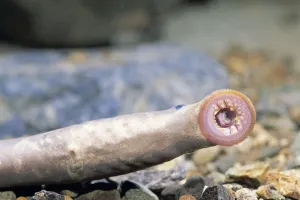 Close up of mouth sucker of Japanese / Arctic Lamprey {Lethenteron japonicum} Japan