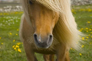 Close up of muzzle and mane of Shetland Pony, Shetland Islands, Scotland, UK