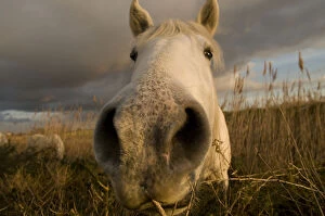 Images Dated 17th January 2009: Close up of nostrils of White horse of the Camargue on wetlands, Camargue, France
