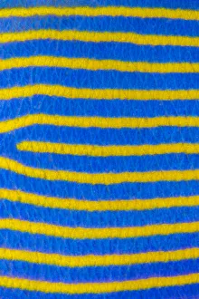 Close up of pattern of adult Emperor angelfish (Pomacanthus imperator) Tulamben, Bali, Indonesia