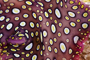 Close up of the pattern on the Hawaiian spotted flatworm (Pseudobiceros) endemic to Hawaii