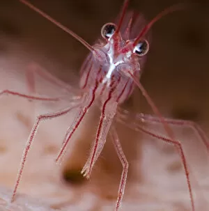 Close up of Peppermint shrimp (Lysmata wurdemanni), Dominica, Eastern Caribbean