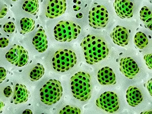 Cryptic Prints: Close up detail of pores (areolae) on a valve of a Diatom (Actinoptychus heliopelta)