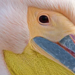 Eyes Prints: Close up portrait of Eastern white pelican head (Pelecanus onocrotalus) Danube Delta
