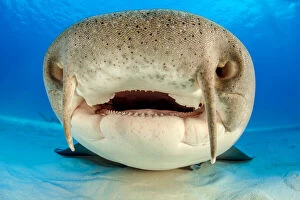 Alex Mustard 2021 Update Collection: Close up portrait of the face of a Nurse shark (Ginglymostoma cirratum
