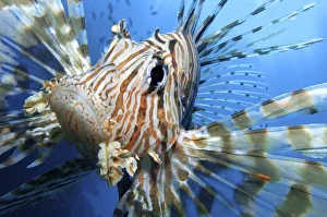 Close up portrait of female Lionfish (Pterois volitans) in the late afternoon, when