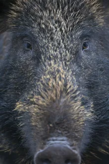 Faces Prints: Close up portrait of female Wild boar (Sus scrofa) Alladale, Scotland, July 2009 WWE BOOK