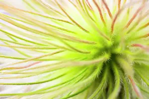 Ranunculaceae Prints: Close up of Pulsatilla seeds with long feather-like projections, Po Valley, Italy. August