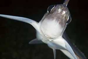Magnus Lundgren Prints: Close up of Ratfish / Ghost shark (Chimaera monstrosa) Trondheimsfjorden, Norway