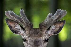 Close up of Red deer stag (Cervus elaphus) with antlers covered in velvet in spring