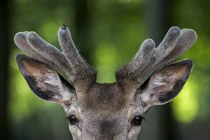 Close up of Red deer stag (Cervus elaphus) with antlers covered in velvet in spring Close up of Red deer stag (Cervus elaphus) with antlers covered in velvet in spring
