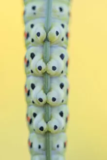 Close up of section of Swallowtail butterfly (Papilio machaon) caterpillar feet gripping stem of Wild carrot