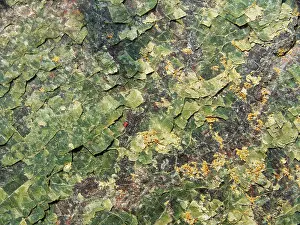 Textured Prints: Close up of sepentine rock outcrop with scaly surface