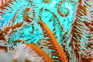Anilao Prints: Close up showing the colours and textures of the curling arms of a Crinoid on a coral reef