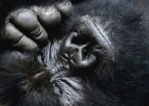 Democratic Republic Of The Congo Gallery: Close up of a silverback Mountain gorilla (Gorilla beringei beringei) face with eyes closed