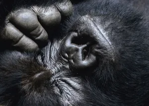 Close up of a silverback Mountain gorilla (Gorilla beringei beringei) face with eyes closed, and hand / fingers, Virunga National Park, Democratic Republic of Congo