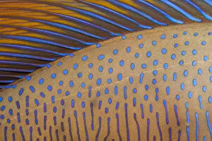 Acanthuridae Gallery: Close up of skin and dorsal fin of a Bignose unicornfish (Naso vlamingii