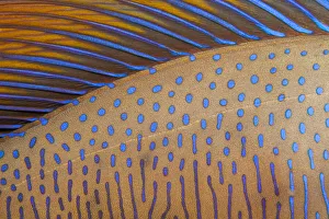 Acanthuridae Prints: Close up of skin and dorsal fin of a Bignose unicornfish (Naso vlamingii