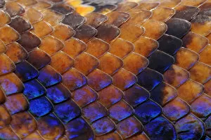 Animal Pattern Gallery: Close up of skin of Rainbow boa (Epicrates cenchria cenchria) captive, from French Guiana