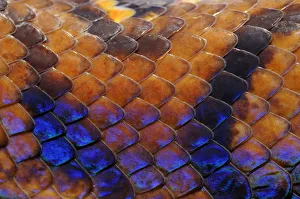 Close up of skin of Rainbow boa (Epicrates cenchria cenchria) captive, from French Guiana