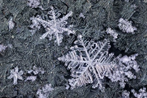 Close up of snowflakes surrounded by frost on a car window early in the morning