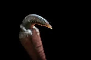 Hand Prints: Close up of a thumb of a rescued Grey-headed flying-fox (Pteropus poliocephalus) in care