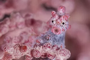 Alien Appearance Gallery: Close up of tiny (10mm) Pygmy seahorse (Hippocampus bargibanti) living disguised in Muricella sp
