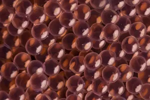 Close-up abstract of the eggs of kelp greenling fish (Hexagrammos decagrammus