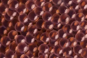 August 2021 Highlights Prints: Close-up abstract of the eggs of kelp greenling fish (Hexagrammos decagrammus