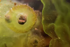 Rana Prints: Close-up of Agile frog (Rana dalmatina) egg with developing tadpole in frogspawn