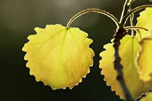 Quaking Aspen Prints: Close-up of Aspen leaf (Populus tremula) in early spring