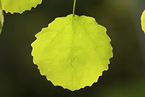 Quaking Aspen Prints: Close-up of Aspen leaf (Populus tremula) in early spring
